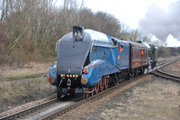 Mallard Move